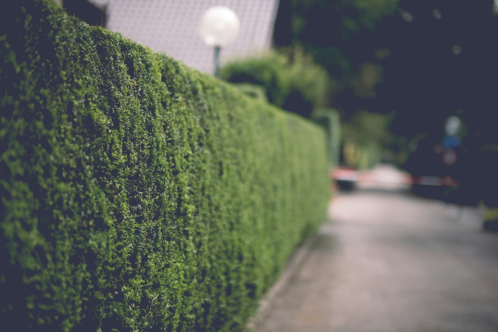 Street hedge, squared off